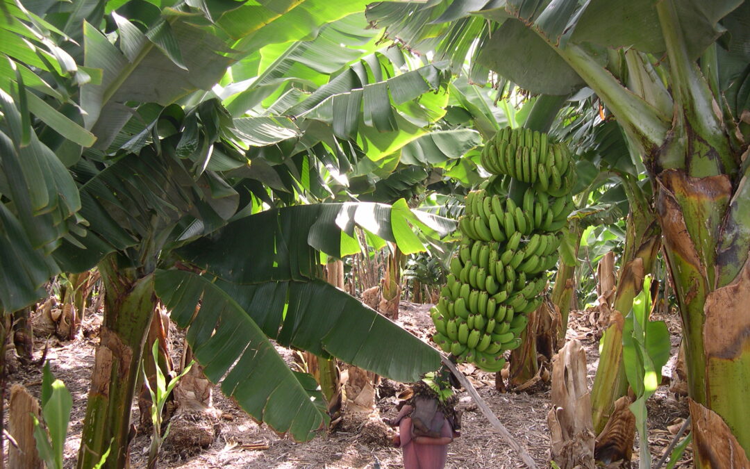 Plátano Canario