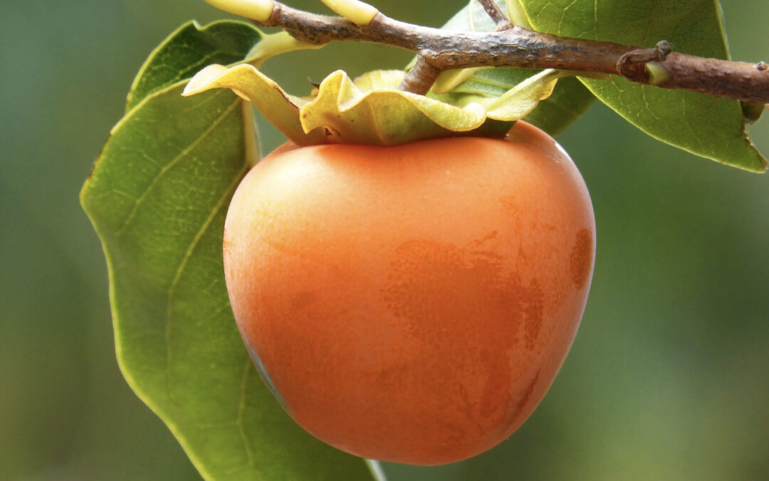 Caqui Persimon