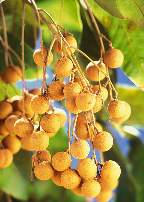 Longan