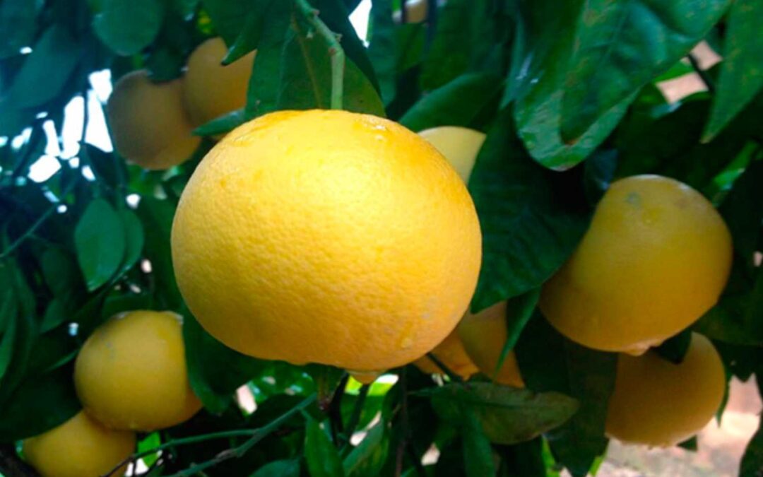 Pomelo Amarillo