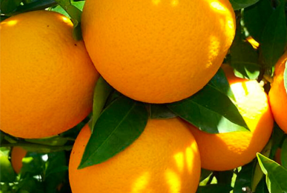 Naranjo Valencia Late